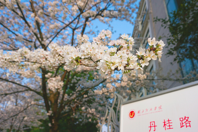 经院樱花（一）