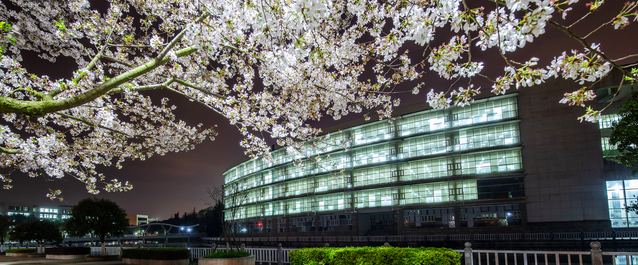 经院樱花（二）